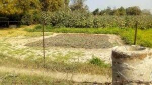 castor crop cultivation north gujarat Consultivo