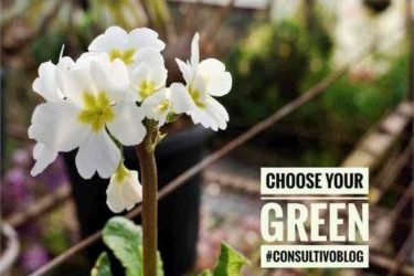 Green Living Consultivo Blog