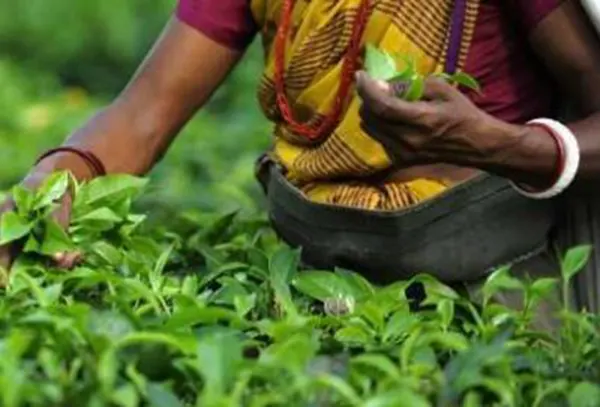 Human Rights Due Diligence in the Tea Industry
